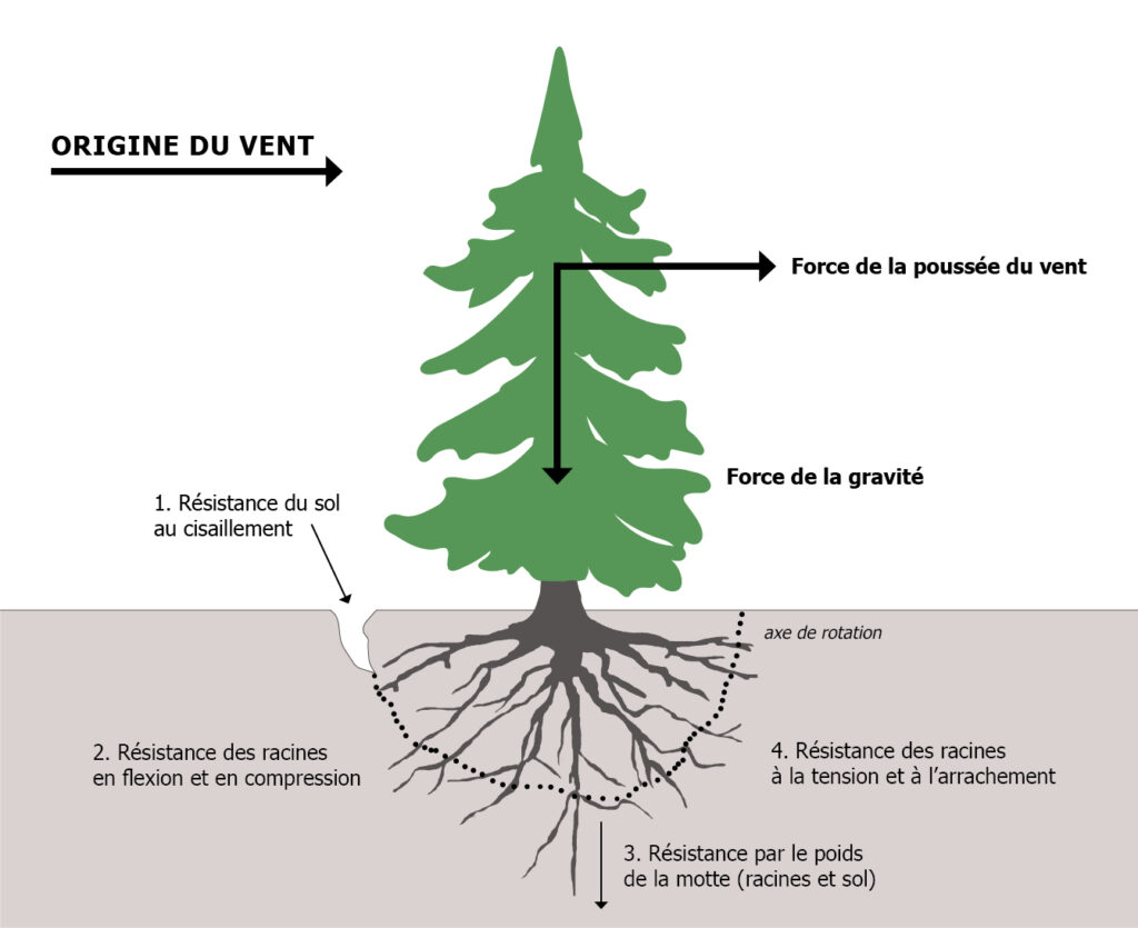 arbres vent fort