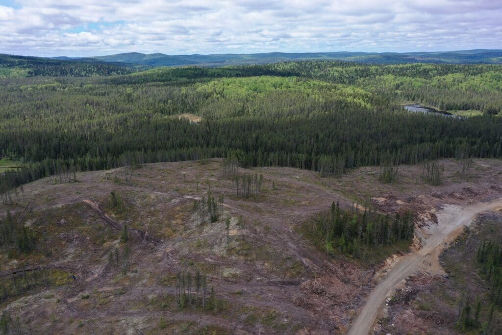 UAV-forestry