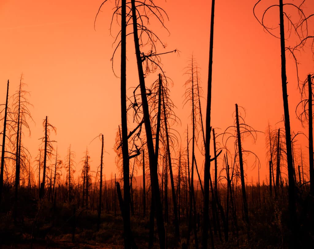 feu de forêt